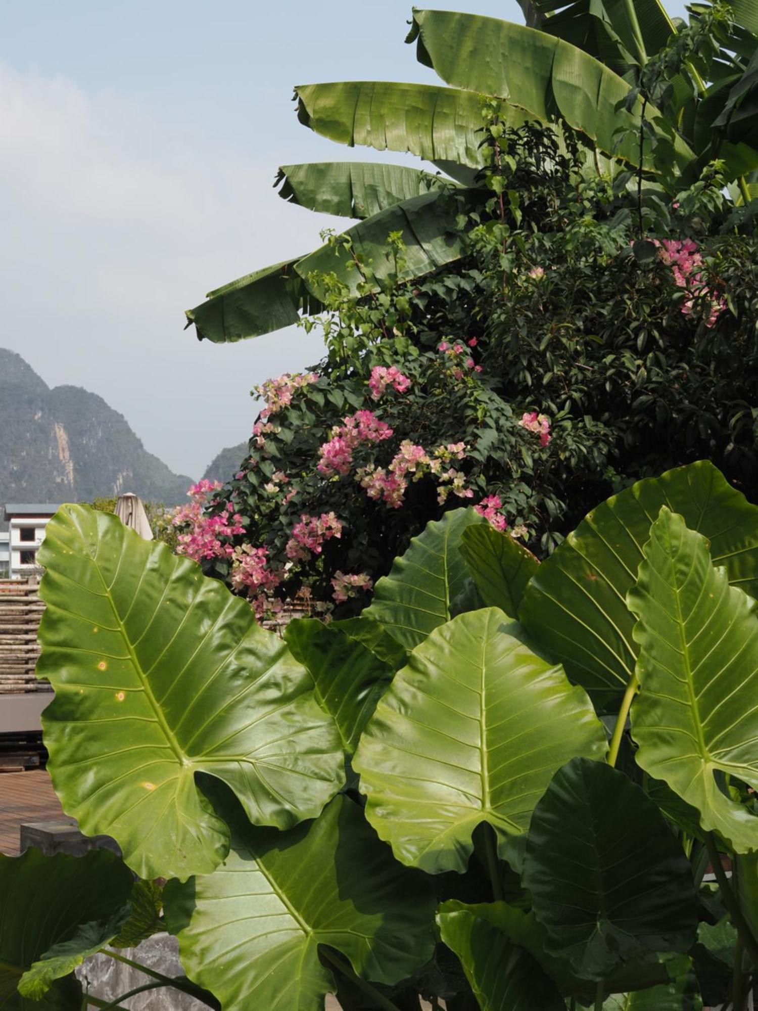 Yangshuo Hillside Homestay Εξωτερικό φωτογραφία